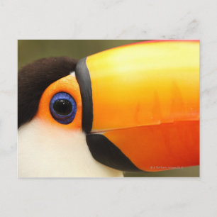 Toco Toucan (Ramphastos toco) is the largest Postcard