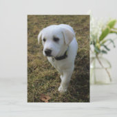 Toffee (Standing Front)