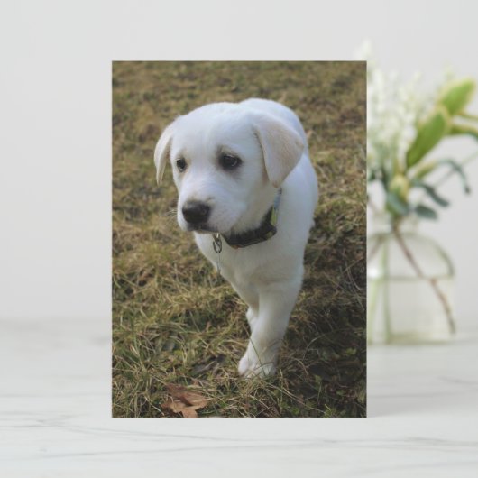 Toffee (Standing Front)