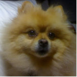 Toffee the Pomeranian Statuette<br><div class="desc">This is my pomeranian dog named Toffee.</div>