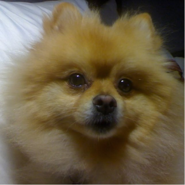 Toffee the Pomeranian Statuette (Front)