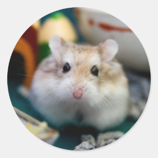 Tofu the Hamster Classic Round Sticker