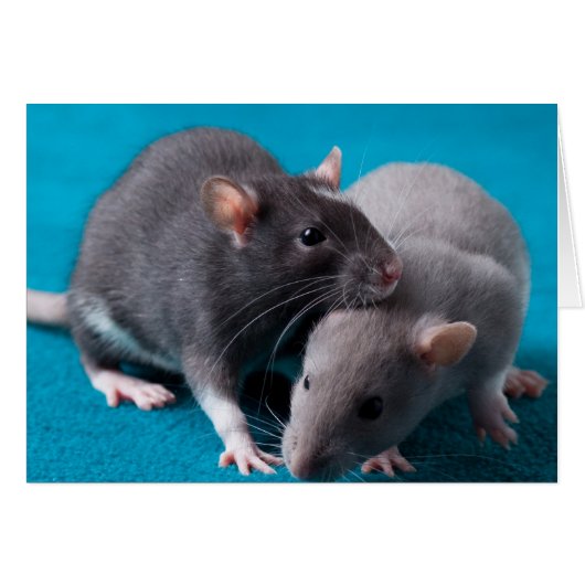 Together rats Card (Front Horizontal)