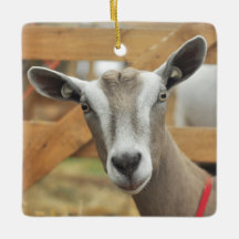 Toggenburg Dairy Goat