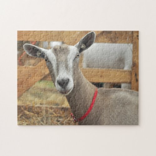 Toggenburg Dairy Goat Jigsaw Puzzle