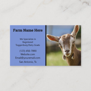 Toggenburg Dairy Goat Kid Business Card