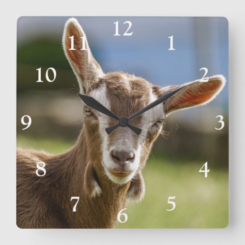 Toggenburg Dairy Goat Kid Square Wall Clock