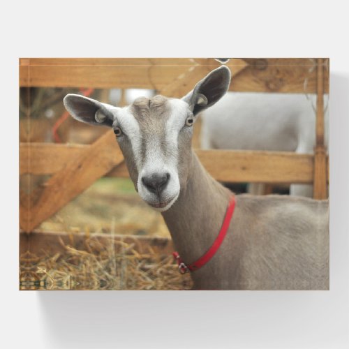 Toggenburg Dairy Goat Paperweight