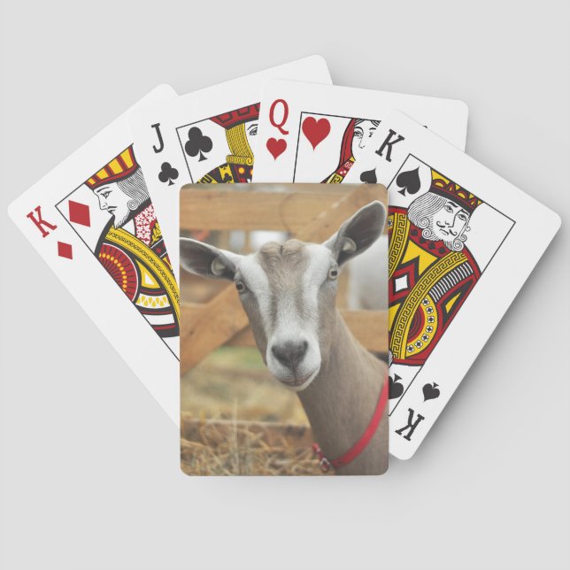 Toggenburg Dairy Goat Poker Cards (Back)