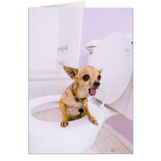 Toilet Bowl (water was drained out ) Cards