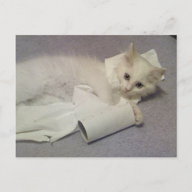 toilet paper fun postcard (Front)