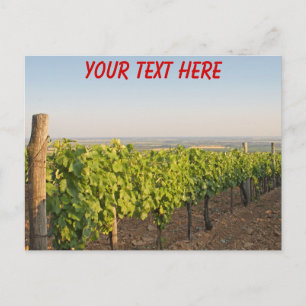 Tokaj vineyards, Hungary customizable Postcard