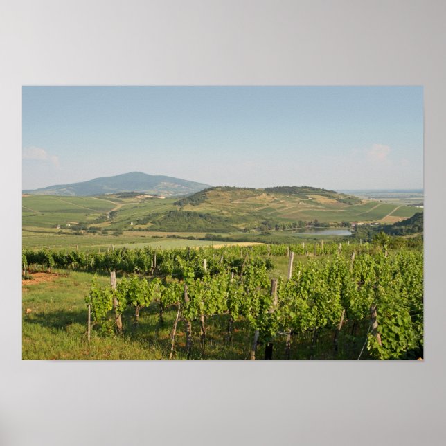 Tokaj vineyards, Hungary Poster (Front)