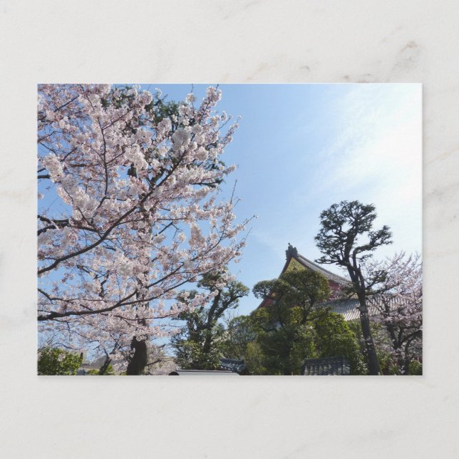 Tokyo Cherry Blossoms Sakura Postcard (Front)