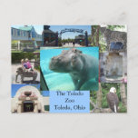 Toledo Zoo Postcard at Zazzle