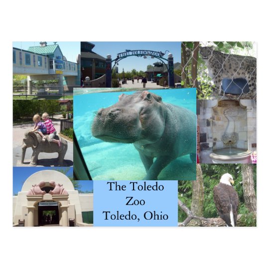 Toledo Zoo Postcard