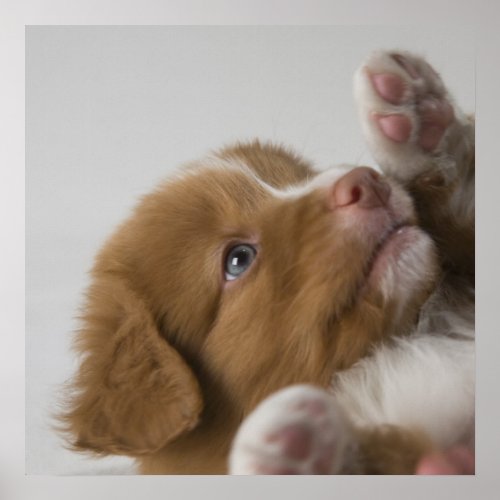 Toller Puppy Poster