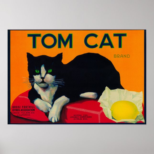 Tom Cat Lemon LabelOrosi, CA Poster (Front)