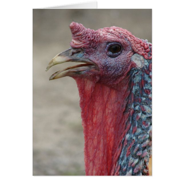Tom Turkey Cards (Front)