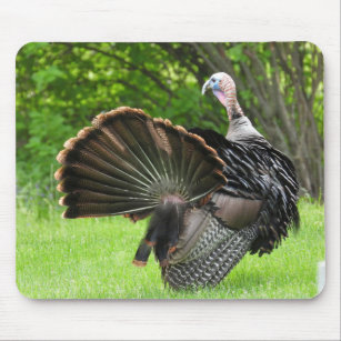 Tom Turkey Feather Display  Mouse Pad