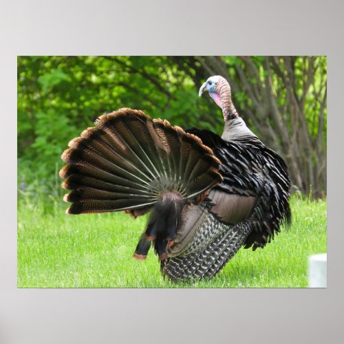 Tom Turkey Feather Display  Poster