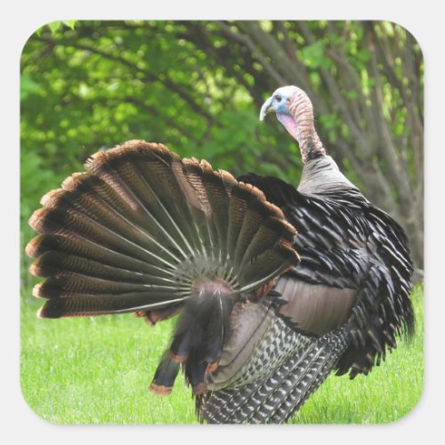 Tom Turkey Feather Display Square Sticker