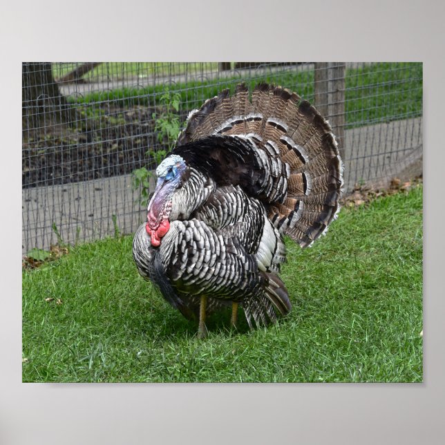 Tom Turkey Poster (Front)