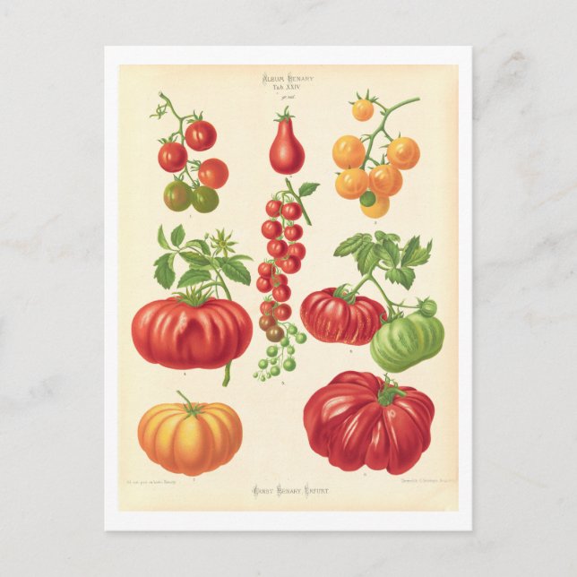 Tomato Botanical Illustration from Seed Catalog Postcard (Front)