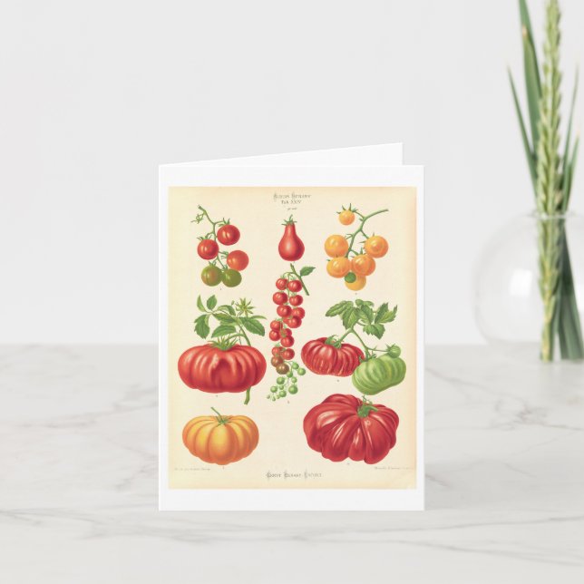 Tomato Botanical Illustration Note Card (Front)
