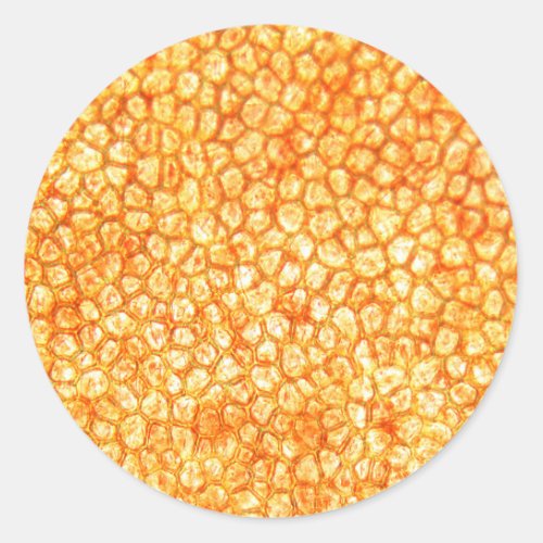 Tomato cells under a microscope classic round sticker