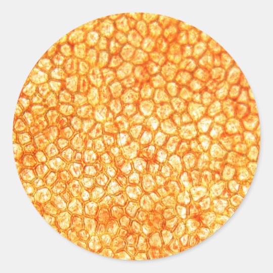 Tomato cells under a microscope classic round sticker