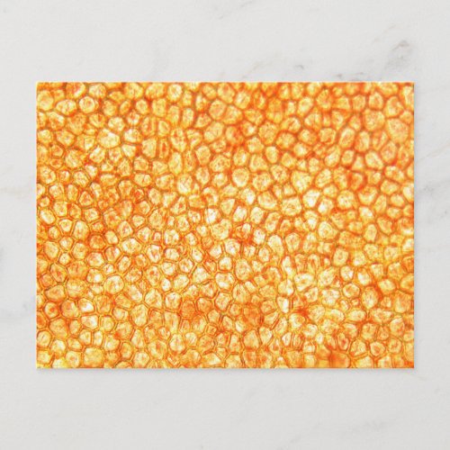 Tomato cells under a microscope postcard