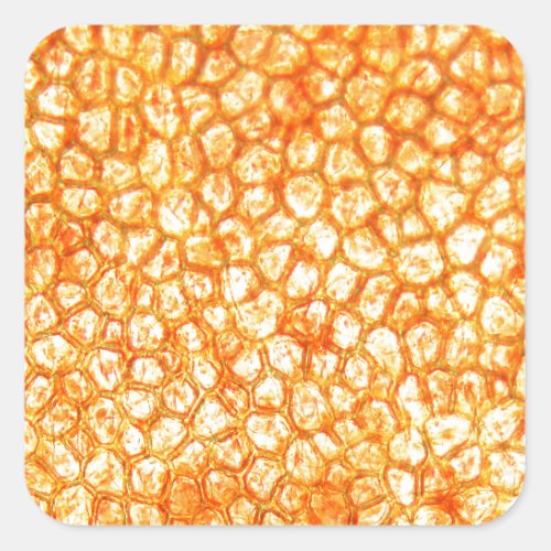 Tomato cells under a microscope square sticker