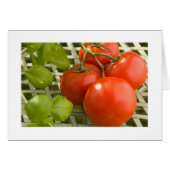 Tomato Cluster Card (Front Horizontal)
