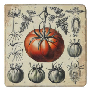 Tomato Diagram Vintage Trivet