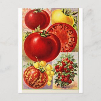 Tomato Fruit Vegetables Botanical Vintage Postcard by LittleLittleDesign at Zazzle