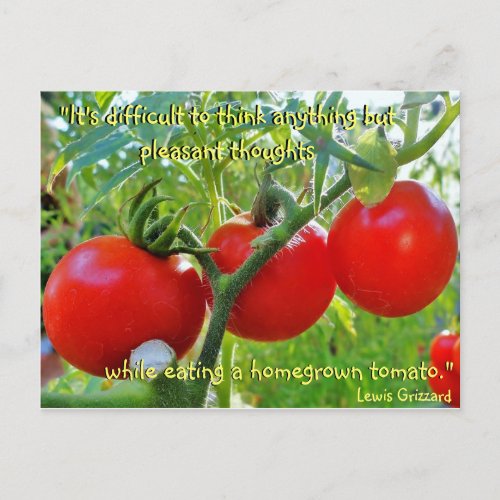 Tomato Fun Quote Postcard
