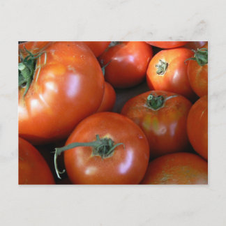 Tomato Harvest Postcard