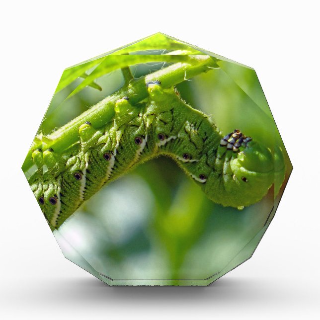 Tomato Hornworm Acrylic Award (Front)
