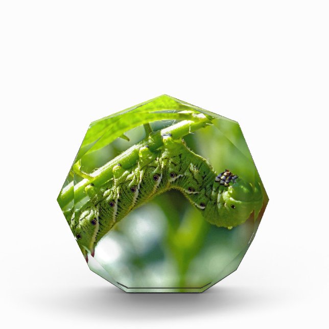 Tomato Hornworm Award (Front)