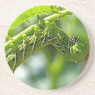 Tomato Hornworm Coaster