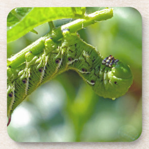 Tomato Hornworm Coaster