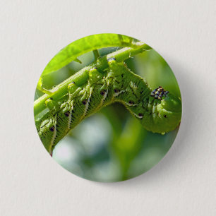 Tomato Hornworm Pinback Button