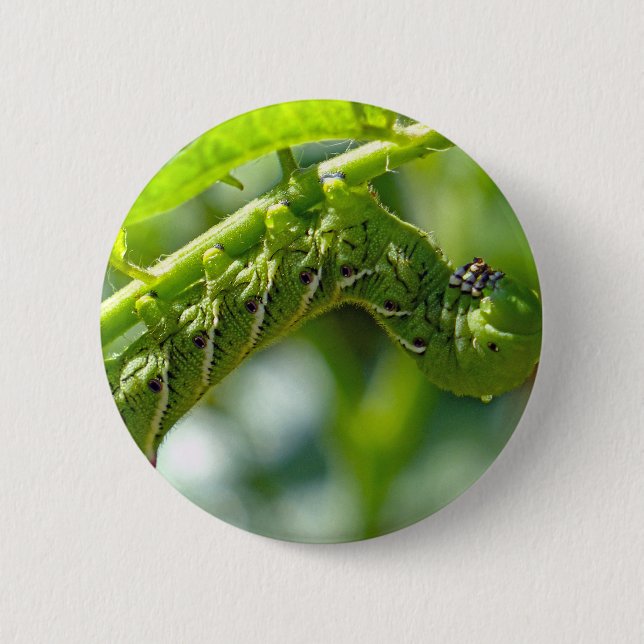 Tomato Hornworm Pinback Button (Front)