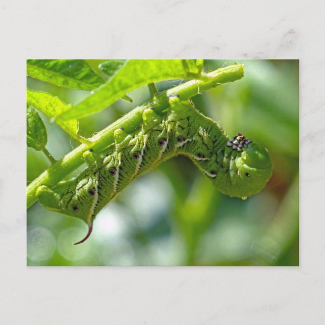 Tomato Hornworm Postcard (Front)