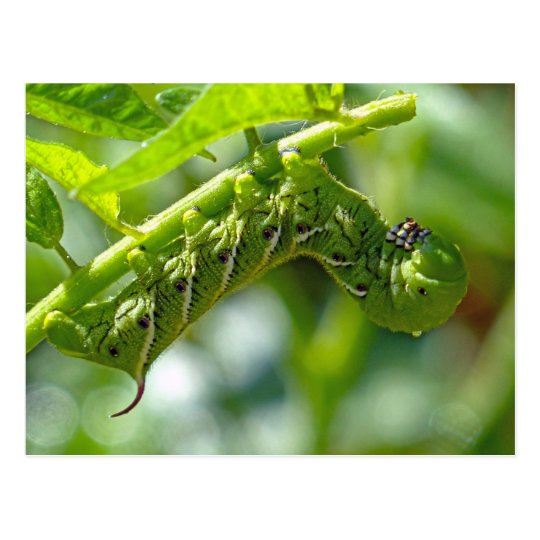 Tomato Hornworm Postcard