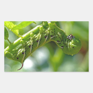 Tomato Hornworm Rectangular Sticker