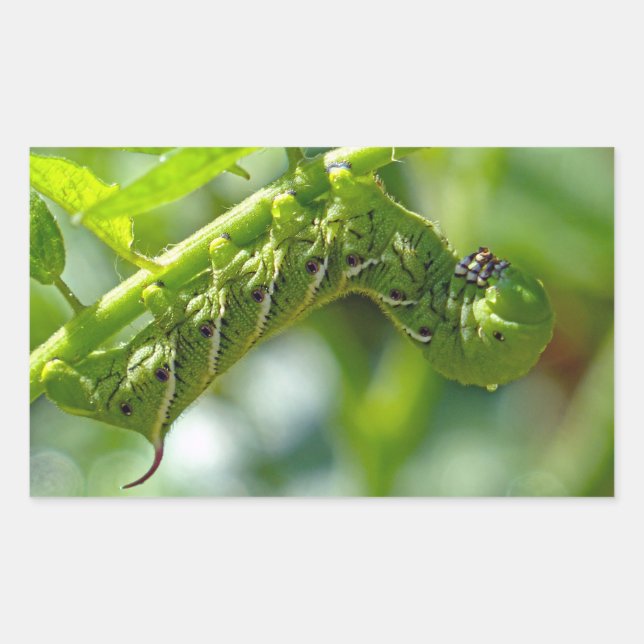Tomato Hornworm Rectangular Sticker (Front)
