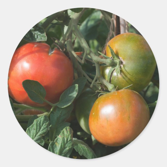 Tomato Label (Front)