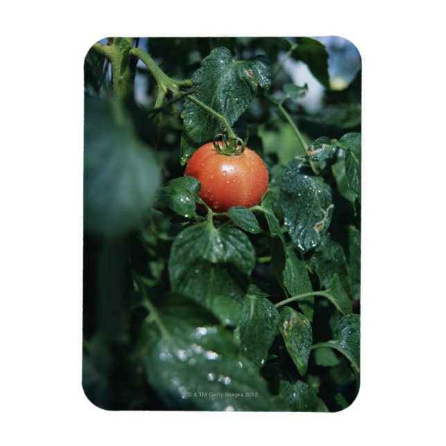 Tomato Magnet (Vertical)